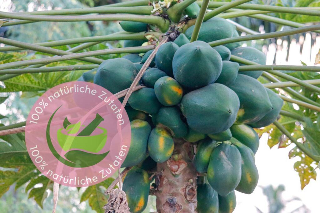 Katzenbart, Thailändisches Pfefferblatt, Kletterbaum, Fabaceae, Sappanholzbaum, Sandsegge, Anaxagorea, Birke, Kletterliane. Honig der Schwarzen Biene ohne Stachel, strauchartige Krautart, Entzündungen, Rheuma, Tennisarm, Gliederschmerzen, Hautbild, Schuppenflechte, Heuschnupfen, Migräne, Mai Thai, Kräuter, Kräutermischung, Kräutermischungen, Vitamin B, Vitamin E, Vitamin C, Cholin, thailändische Kräutermischung, natürliche Zutaten, Kräuterpresslinge, Feichtinger, Feichtinger AG, Sennwald, Fichtenreizker, Chinesisches Spaltkörbchen, Kapstachelbeere, Papaya, Erdmandel, Netzannone, Birkensaft, Fäberdistel, Bockshornklee